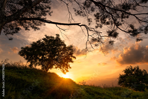 Golden sunset over a silhouette of a tree on a grassy hill