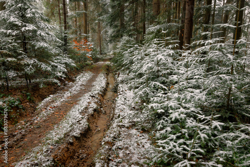 Snowy dirt road winding through a young pine forest in winter