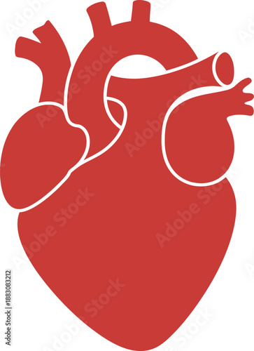 Anatomical heart illustration