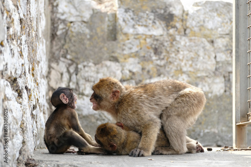 Barbary macaque monkeys playing together, showing family interaction on the rock of gibraltar. Wildlife behavior in natural habitat