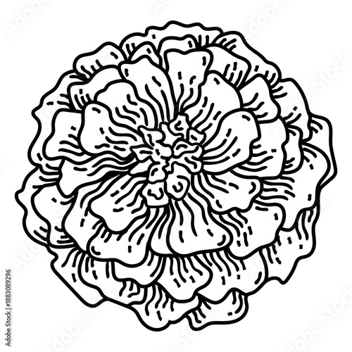 Marigold flower topview