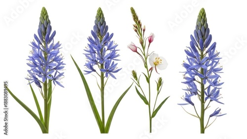 Vibrant blue camas flowers on white background for decorative and design purposes