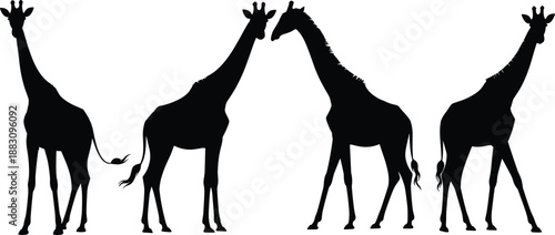 Giraffe silhouettes in varied poses, wildlife concept, nature illustration, black design, minimal art, animal profile, safari theme