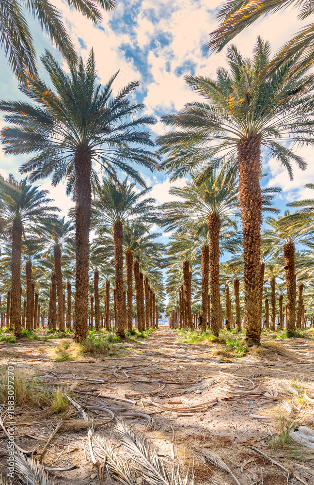 Obraz premium Date palm plantation, sustainable agriculture in arid and desert areas of the Middle East