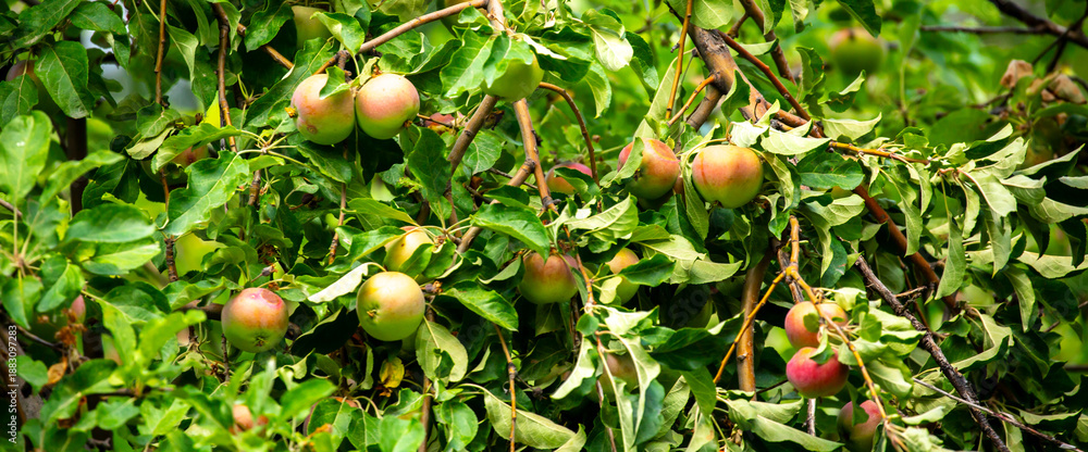 Obraz premium Harvest of apples on a plantation in the garden. Fruit trees with apples. Ripe fruits on the branches of a tree. Gardening in agriculture.
