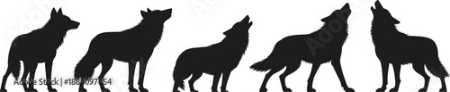 Wolf silhouettes howling in profile, wildlife behavior, nature illustration, black design, minimal art, animal posture, pack communication