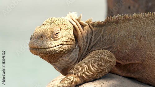 Galápagos Marine Iguana Wildlife – Endemic Reptile of Ecuador in Natural Habitat