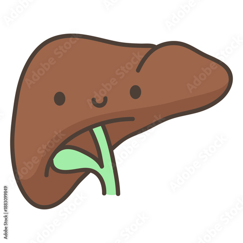 Human body liver organ