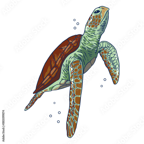 Sea turtle illustration swimming up