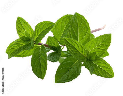 Fresh green leaves with vibrant veins on a thin stem
