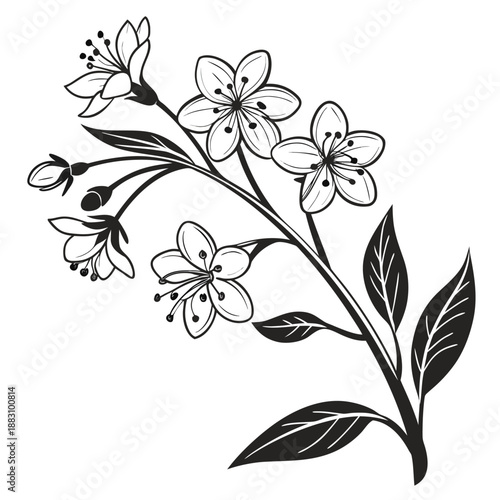 Brunnera Flowers with Buds and Veined Leaves Line Drawing Illustration