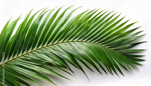 Tropical Palm Leaf Realistic Texture Botanical Summer Theme Isolated On A White Background