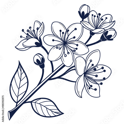 Brunnera Flowers with Buds and Veined Leaves Line Drawing Illustration
