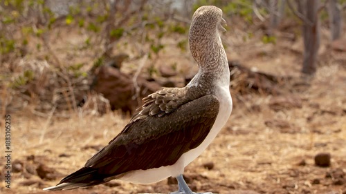 Blue Footed Booby Bird in Galapagos Islands | Exotic Wildlife Nature Footage