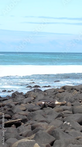 Galapagos Sea Lions in Natural Habitat | Wildlife Marine Animals of Ecuador