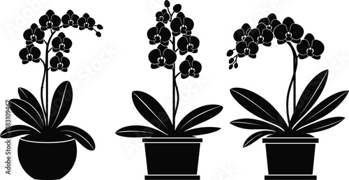 Orchid flower silhouette collection in pots, elegant indoor houseplant vector illustration set, botanical decor elements, minimal black and white floral design