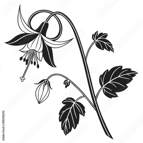 Columbine Flower with Spurs and Serrated Leaves Line Drawing Illustration