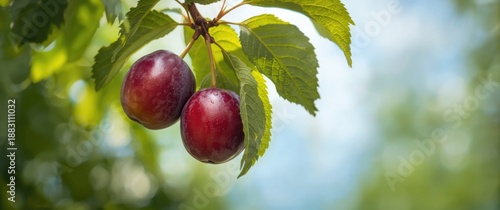 Obraz na płótnie Two lovely plums on a tree