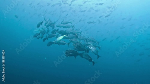 Galapagos Sea Turtles Underwater Wildlife in Crystal Clear Ocean