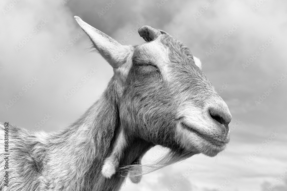 Fototapeta premium Black and white picture of a goat