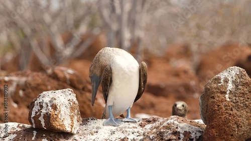 Blue Footed Booby Bird in Galapagos Islands | Exotic Wildlife Nature Footage