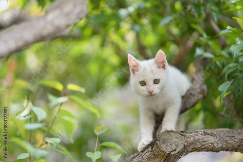 5月、すくすく育つ白い仔猫