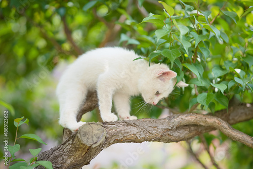 5月、すくすく育つ白い仔猫