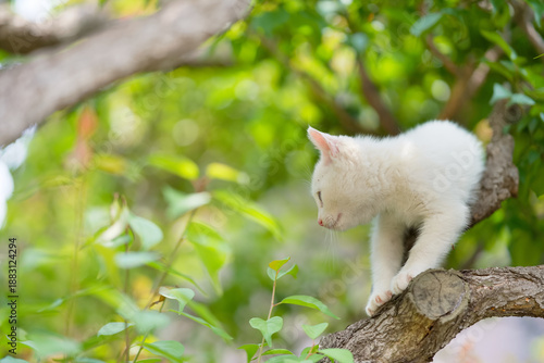 5月、すくすく育つ白い仔猫