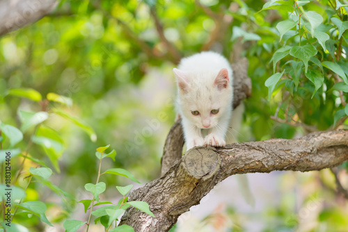 5月、すくすく育つ白い仔猫