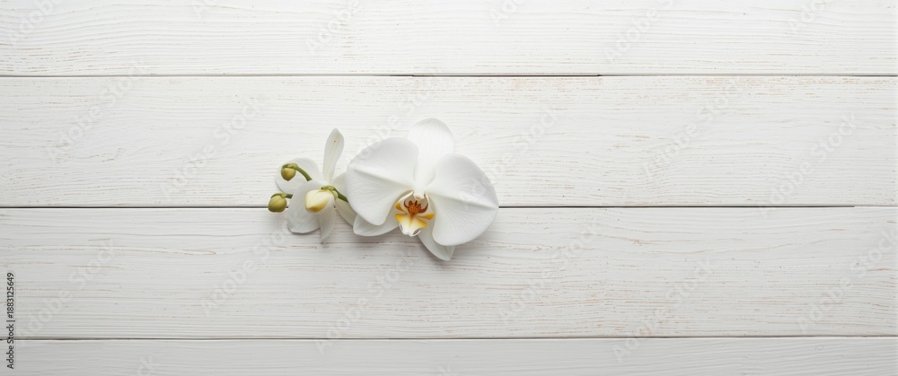 Fototapeta premium White orchid flower displayed on a white painted wooden surface from above