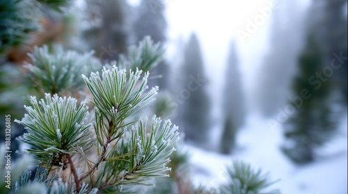 Wallpaper Mural A close-up of snow-covered pine branches, with blurred trees in the background highlighting the clear natural details and serene beauty of the winter landscape. Torontodigital.ca