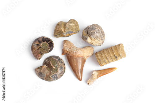 Set of prehistoric fossils small. Sea life Paleontology specimens. Fossilized Ammonite, Shark teeth, Crinoid and Brachiopod isolated on white background.