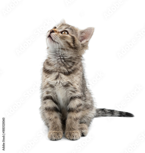 Small gray kitten isolated on white background. A cunning kitten sits and waits for food.