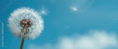Detailed shot of beautiful dandelion seeds blowing in a sky-blue and turquoise setting, capturing nature and love