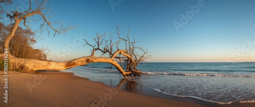 Tree fallen on the beach at Weststrand, Fischland-Darss peninsula, Germany