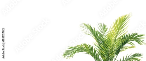 Garden-grown tropical plant against a white isolated background showcasing green foliage