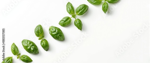 Different sizes of basil leaves set against a white background