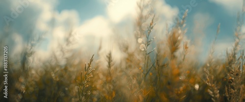 bokeh with a natural blurred effect