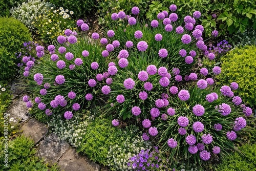 View from above of a garden awakening with prolific purple chive blossoms