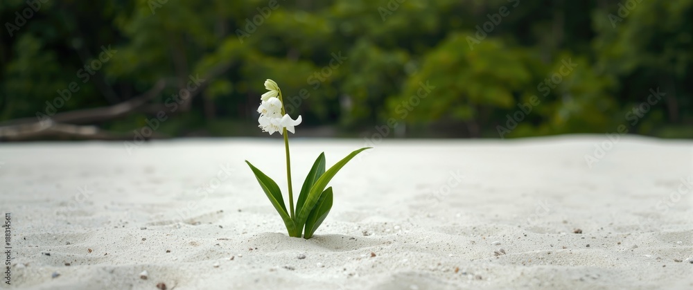 Fototapeta premium White sand beach with a lone muguet flower surrounded by vibrant green forest