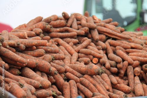 A Pile of Dirty Freshly Picked Carrot Vegetables.