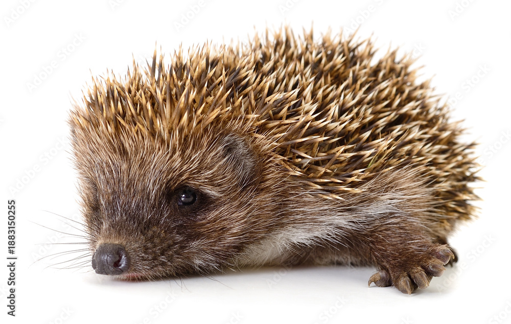 Fototapeta premium Small hedgehog isolated on white background
