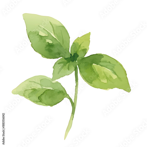Watercolor-style basil illustration／バジル