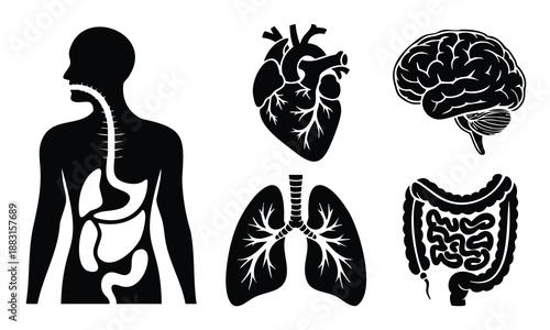 Human internal body organs profile view for medical and health icons