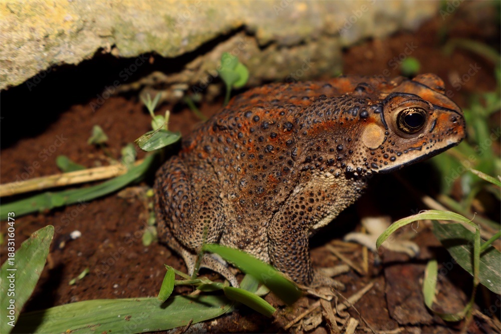 Obraz premium An Asian black-spined toad resting on the ground at night.