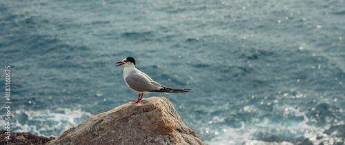 Sea swallow Sterna hirundo perched on a rock against a blue sea backdrop