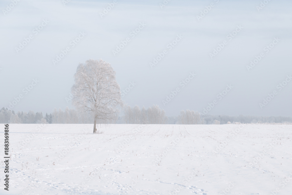 Obraz premium Lone frost-covered tree in vast snowy field under pale winter sky, minimalist rural landscape and soft fog