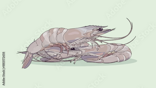 Two light gray shrimp curled up together on a pale green background