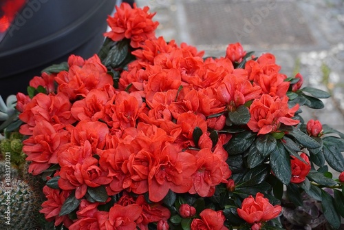 Azalea red flowers in a flower shop in Rome, Italy