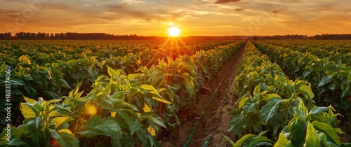 Panel kuchenny z motywem A vibrant soybean crop bathed in golden sunset rays, showcasing picturesque agricultural scenery